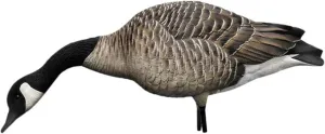 Avian X AXP Honkers Feeders Pack Full Body Canada Goose Decoys with Ultra Realistic Paint, Flocked Heads, 4 Feeders, and 2 Walkers